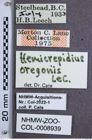 Etiketten zu Hemicrepidius pallidipennis  (NHMW-ZOO-COL-0008939)